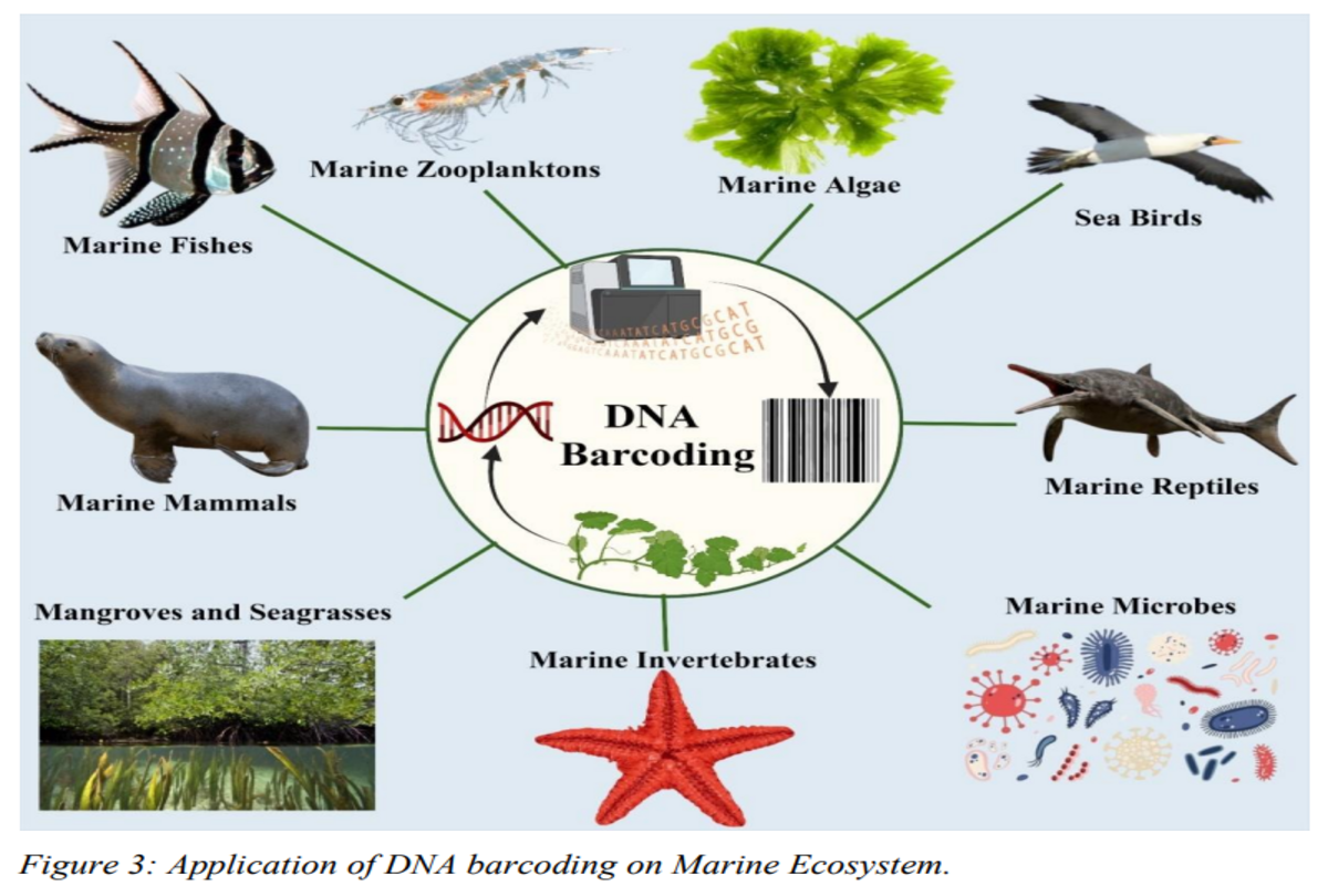 Necessity of DNA barcoding to identify prospective marine organisms in Bangladesh